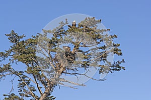 Parent Eagle Watching Over a Fledgeling in the Nest