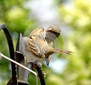 Baby sparrow