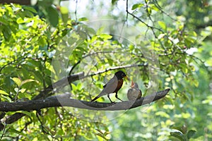 Parent (male) Robin feeding Fledged offspring on tree branch 4 - Turdus migratorius