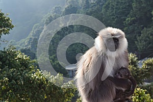 Parent monkey sitting with baby monkey