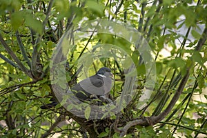 Parent pigeon and hatchlings.