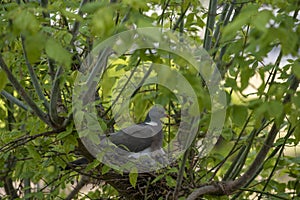 Parent pigeon and hatchlings.