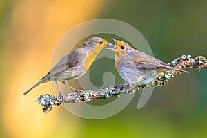 Parent Robin bird feeding juvenile