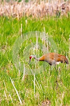 Parent Sandhill Crane Grus canadensis watching the colt in front foraging for food in May in Wausau, Wisconsin