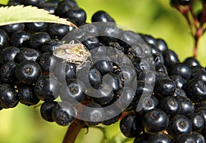 Parent shieldbugs on elderberries