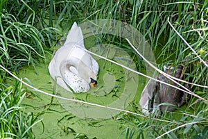 Parent swan and cygnet