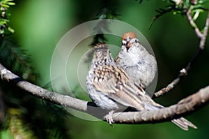 Parent and Young Chipping Sparrow