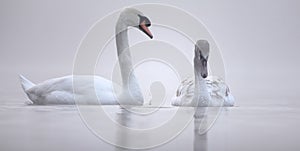 Parenting - swans