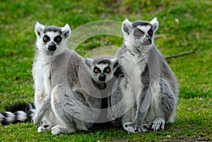 Parents and baby ring-tailed lemur
