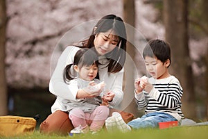 Parents and children watching cherry blossoms
