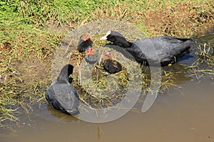 Parent and a three youngs one Eurasian Coot, Fulica Atra in the pond in spring.