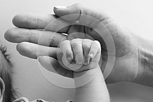 Parents& x27; hands hold the fingers of a newborn baby. Tiny fingers in a black white