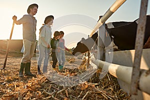 Parents looking at daughter and son feeding cows