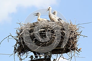 Parents and their fledglings wildlife. Large nest of baby storks