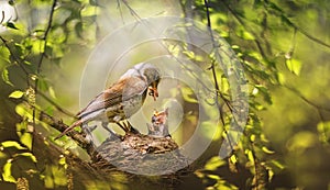 Parents of the thrush bird feed worms to their chicks in a nest on the branches of a tree in a spring sunny garden