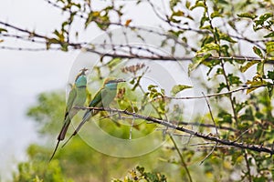 Parents of two birds caught the food in the beaks