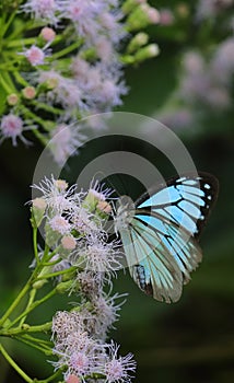 pareronia valeria or common wanderer butterfly sucking nectar from flowers and help in pollination of plants