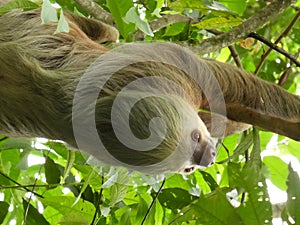 PARESSEUX choloepus didactylus Costa Rica