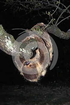 PARESSEUX A DEUX DOIGTS choloepus didactylus