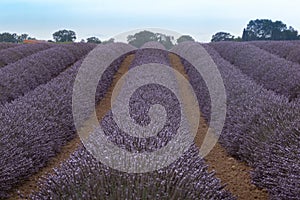 Parfum et couleur d`un champ de lavande provenÃÂ§al photo