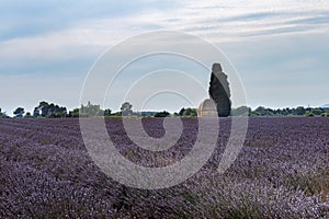 Parfum et couleur d`un champ de lavande provenÃ§al