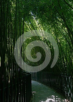 A parh in bamboo