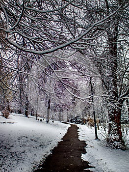 Parh path one winter day