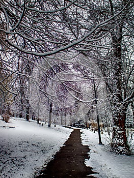 Parh path one winter day photo