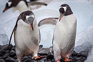 Pari of gentoo penguins who mate for life, walk over stoney beach