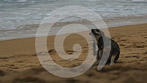 Pariah-dog itches on the beach