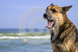 Pariah dog sits on the seashore and yawns