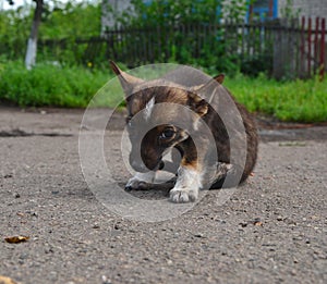 Pariah homeless fluffy puppy sitting on country road