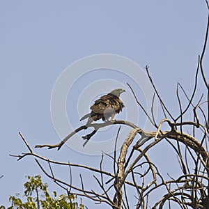 Pariah kite photo