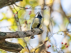 Paridae Tit bird on a tree. Sticlete.