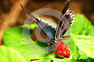 Parides Arcas Butterfly Close Up