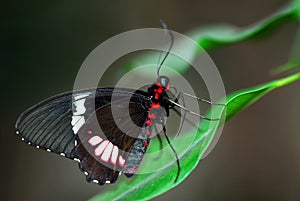 Parides butterfly on leaf