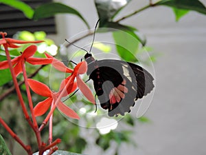 Parides Iphidamas butterfly feeding on nectar from flower inside the Dubai Butterfly Garden