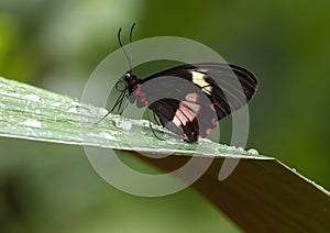Parides neophilus perched on a leaf in the butterfly garden of the Fort Worth Botanic Gardens.