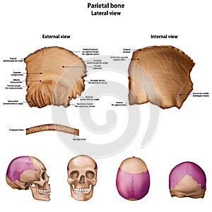 Parietal bone. With the name and description of all sites. photo