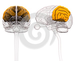 Parietal Brain Anatomy - 3d illustration photo