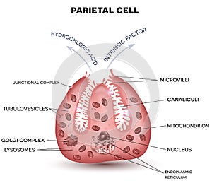 Parietal cell close up