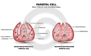 Parietal cell function photo
