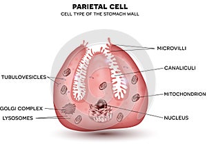 Parietal cell secreting photo