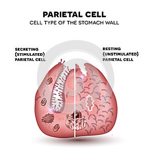 Parietal cell of stomach wall, functions