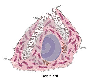 Diagram of parietal cell from bat gastric mucosa photo
