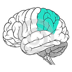 Parietal lobe of human brain anatomy side view flat photo
