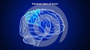 Parietal lobe of human brain photo