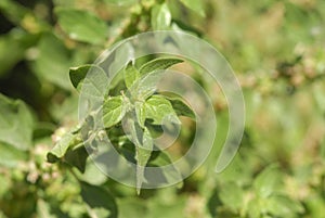 Parietaria judaica, Allergens Plants photo