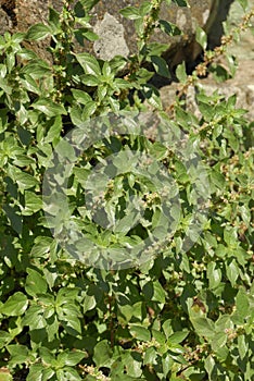 Parietaria judaica, Allergens Plants