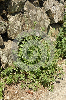 Parietaria judaica, Allergens Plants